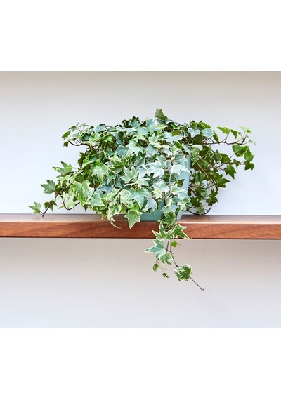 Mini Hedera Alacalı Salon Sarmaşığı- Hedera Helix Variegata Askılı Saksıda 5 Adet