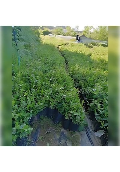 Çay 1. Sınıf Kalite