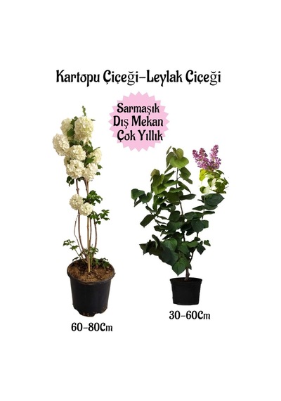 Kartopu Çiçeği 1 Adet +kokulu Leylak Çiçeği 1 Adet Saksılı Bahçe Peyzaj Seti