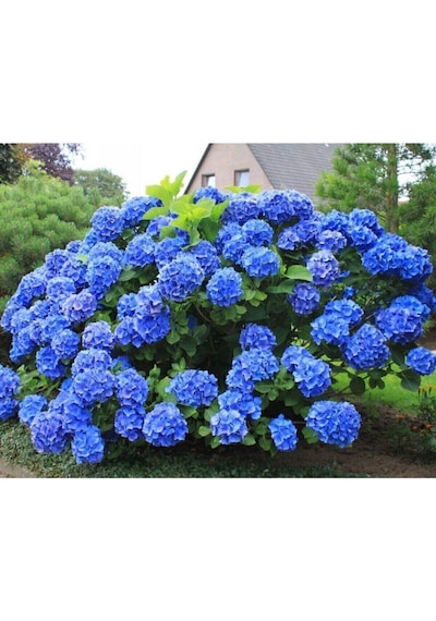 Videolu 1 Adet Ithal Mavi Çiçekli Ortanca Çiçeği 40-70 Cm Saksılı Çiçekli Bodur Bitkiler Hydrangea