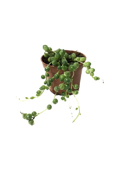 Senecio Herreianus (Tesbih Çiçeği) Ø5,5 CM Y0-10 CM