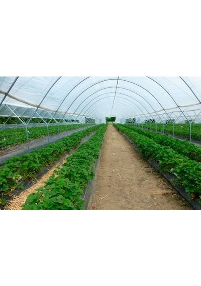 36 Aylık Sera Naylonu Kalın 12 M X 2M 350 Mikron Eva UV Katkılı
