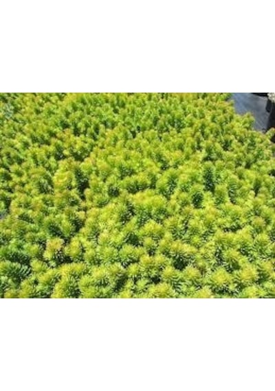 Sarı Sedum 180 Adet - Yer Örtücü Çok Yıllık Bitki