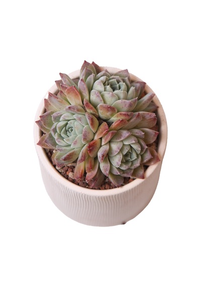 Echeveria Elegan Hybrid - Sukulent Haangarden