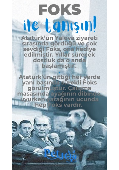 Petjoo 29.Foks Mavi-Gri Qr'lı Köpek Künyesi