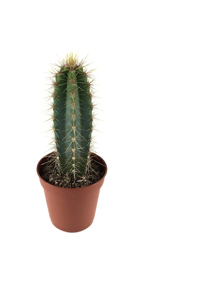 Pilosocereus Azureus (Kaktüs) Ø5,5 CM Y0-10 CM