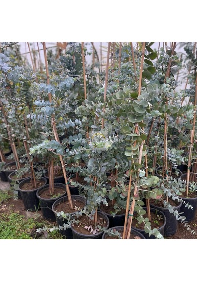 3 Yaş Eucalyptus Cinerea Silver Dollar Bodur Okaliptus Fidanı