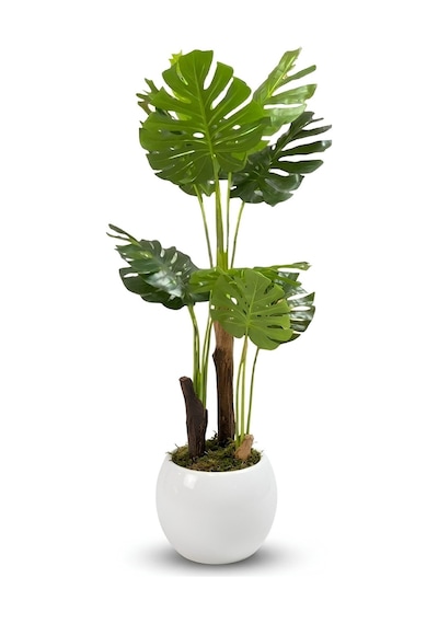 Cihan Çiçekçilik Monstera Ağacı 170cm Beyaz Küre Saksı