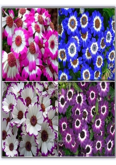 4 Renk 4 Adet Sineralya Çiçeği 25-30cm Saksılı Cineralia Flower