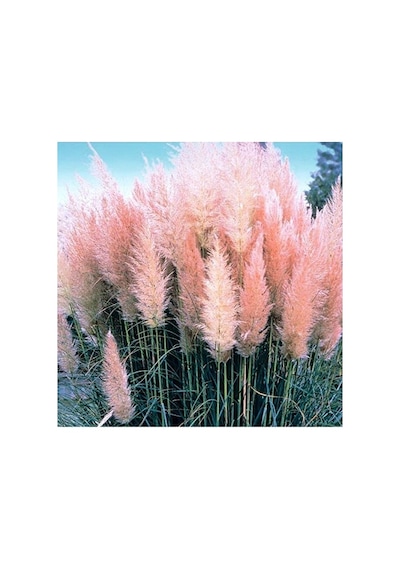 Thebestonline Pembe Pampas Fidanı, Saksıda, 15-30 Cm, 1 Adet Tek Ebat