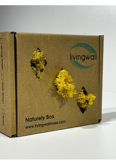 Reindermoss Şoklanmış Norveç Yosunu Terarium Yosunu Sarı 100 Gr.
