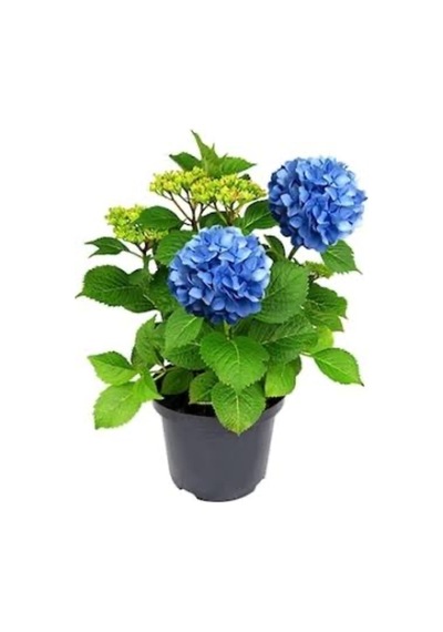 Mavi Ortanca Saksılı 35 Cm