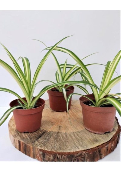 Kurdele Çiçeği 1 Adet Chlorophytum Comosum Kurdela Çiçeği 10-20 Cm