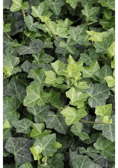 Duvar Sarmaşığı Hedera Helix 20-50cm Kaya Sarmaşığı Fidanı