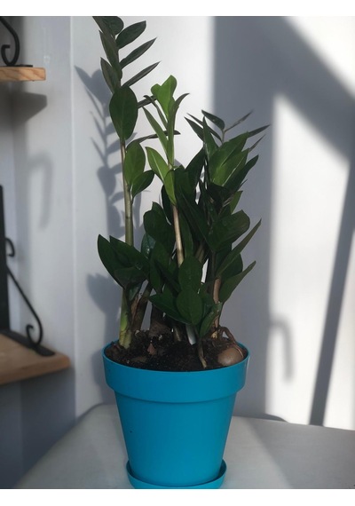 Zamia - Zamioculcas - Zeze Çiçeği