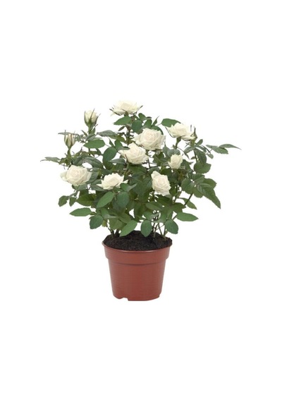 Gardenbox Minyatür Gül Saksılı Beyaz