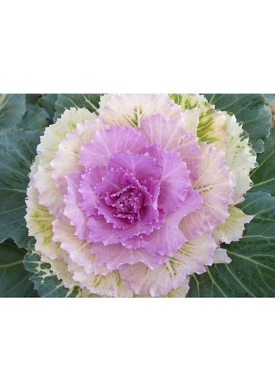 10 Adet Mix Decorative Cabbage Tohumu