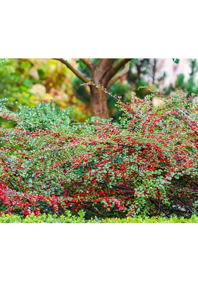 Cotoneaster Horizontalis 10 Adet - Yayılıcı Dağ Muşmulası