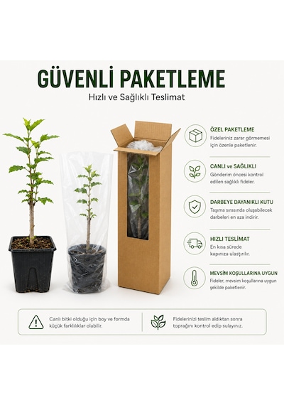 Oya Ağacı Fidesi Lagerstroemia Indica Saksılı Canlı Fide 25-40 Cm Yaz Boyu Çiçekli 1