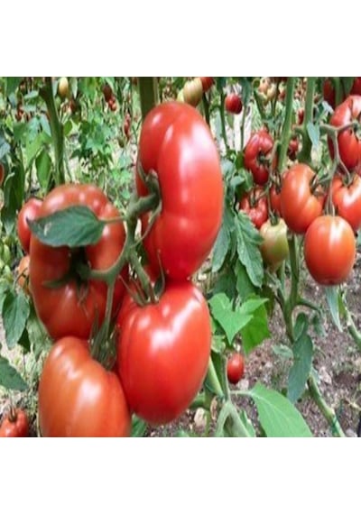 Kokulu Yüksek Verimli Sırık Etli Beef Domates Fidesi 5 Adet