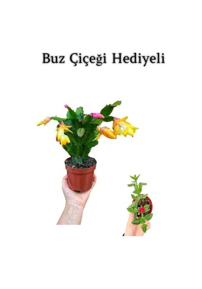 Kadınlar Gününe Özel Sarı Renk Yılbaşı Çiçeği Sarı Milii Kaktüs Hediyeli