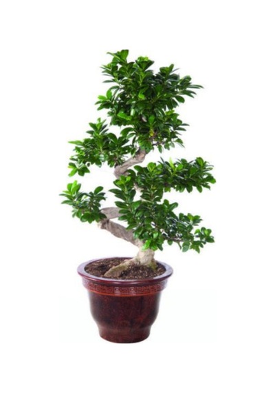Bodur Hambeles Bonzai Ağacı Tohumu 5 Adet Tohum Bonsai Ağacı Tohumu