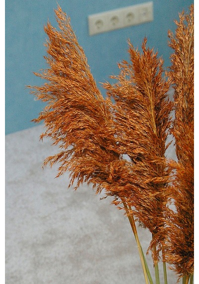 Büyük Demet Pampas Turuncu 100 Cm 8'li