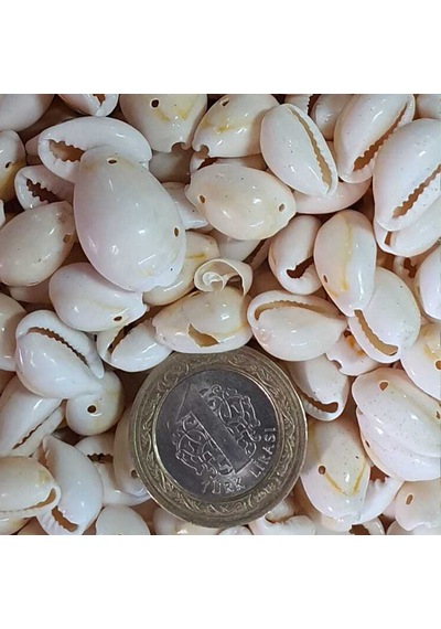 Cyprea Annulus Delikli Kavrulmuş Deniz Kabuğu 100 Gr