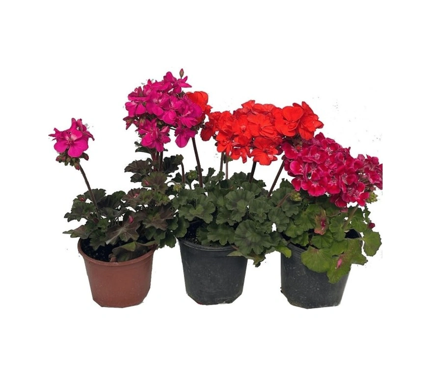 Sardunya Çiçeği Fidanı Kırmızı 10-20 Cm