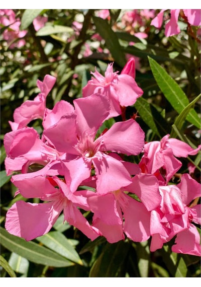 1 Adet Pembe Renk Zakkum Çiçeği Fidanı 40-60 Cm Saksılı Çiçekli Bodur Bitkiler Oleander