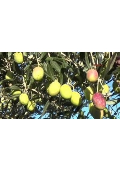 Zeytin Fidanı Sarı Ulak