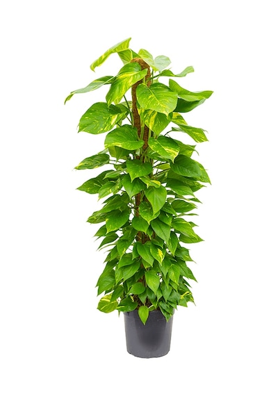 Pathos – Salon Sarmaşığı (Bitki Destek Çubuklu) 60-80 cm