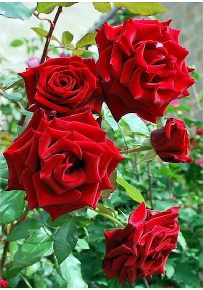 Kokulu 3 Adet Kırmızı Gül Fidanı Saksılı 50-80cm Red Rose Sapling