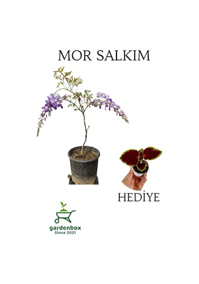 Mor Salkım Ağacı Fidanı Sarmaşık 1 Adet Saksılı 30-60cm+yaprak Güzeli