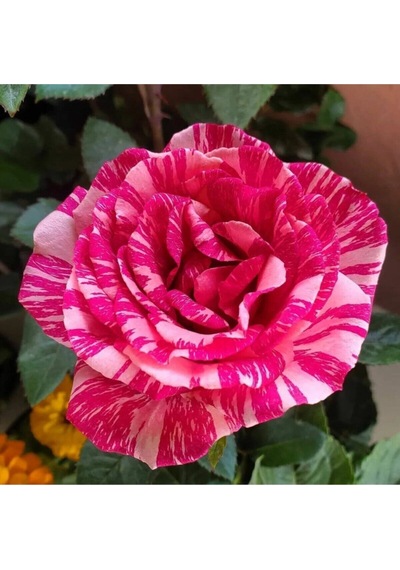 Videolu Harika Sihirbaz Gülü Çiçeği Fidanı 25-40 Cm Saksılı Çiçekli Bodur Bitkiler Magic Rose