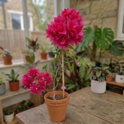 Katmerli Pembe Begonvil Fidanı Begonvil Sarmaşığı 50-70 Cm