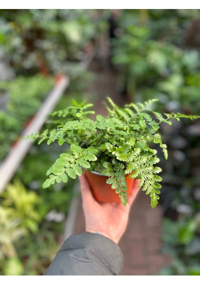 Asplenium Parvati Ø12 CM Y25-30 CM