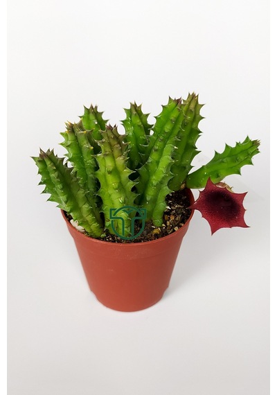 Leş Kaktüsü Huernia Angolensis Küçük Bordo Çiçekli Özel Tür 5.5