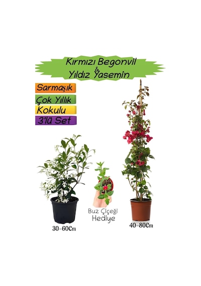 Kırmızı Renk Begonvil+kokulu Yıldız Yasemin+buz Çiçeği 3'lü Peyzaj Seti