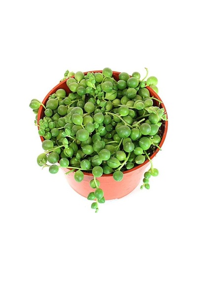Tespih Çiçeği Senecio Rowleyanus 5 Adet