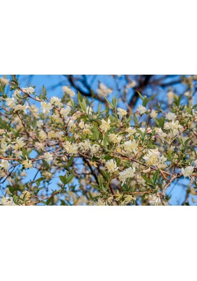 Kış Hanımeli Fidanı, Lonicera Fragrantissima, 20 Cm Ve Üzeri, Yaprak Döken, Limon Kokulu Çiçekli, 1-3 Metre Büy Çok Renkli