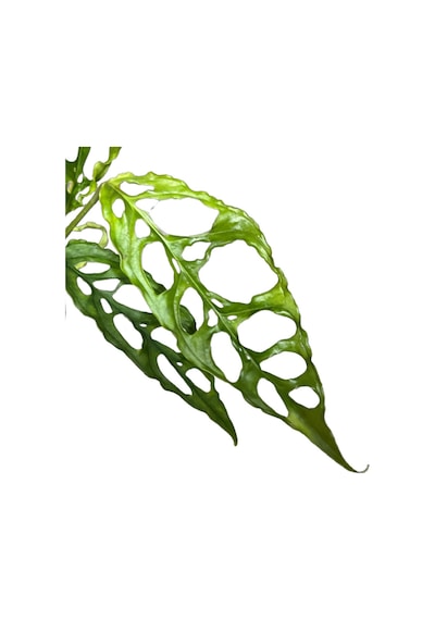 Monstera Obliqua (Deve Tabanı) Ø12 CM Y20-25 CM