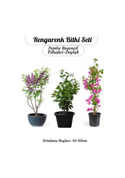 Pembe Begonvil- Filbahri Ağaç Şakayığı- Kokulu Leylak Çiçeği Bahçe Seti