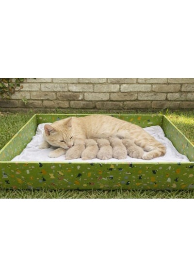 Kedi Evi Açık Yuva Genişlik 50cm Uzunluk 80cm Derinlik 12cm