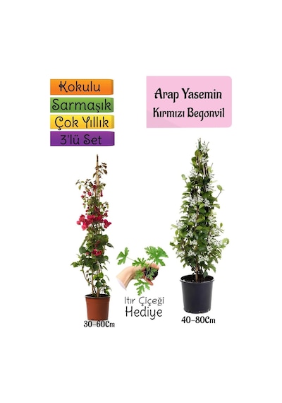 Mis Kokulu Arap Yasemini+kırmzı Begonvil+ıtır Çiçeği 3'lü Bahçe Seti