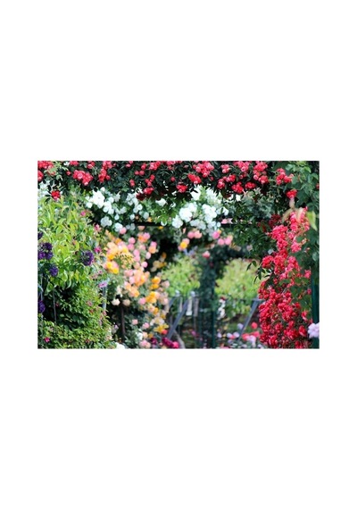 Saksıda Gül Fidanı Kırmızı Yediveren 10-20 Cm