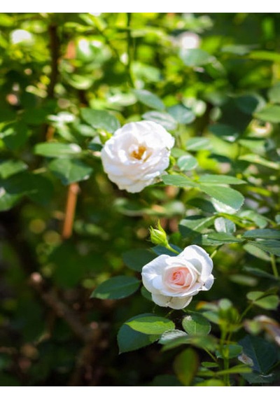 Videolu Çıtır Minyatür Beyaz Renkli Gül 20 30 Cm 1 Adet Saksılı Aşılı Gül White Rose