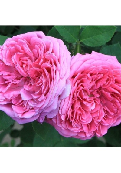 Isparta Gülü Rosa Damascena Fidanı 10-20 Cm