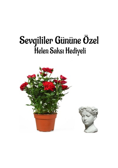 Kadınlar Gününe Özel Kırmızı Renk Bodur Gül Fidanı Helen Saksı Hediyeli