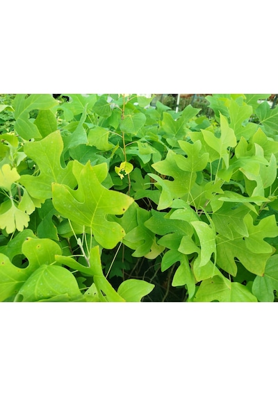 Lale Ağacı 5 Adet - 2 Yaşında Canlı Fidan Liriodendron Tulipifera